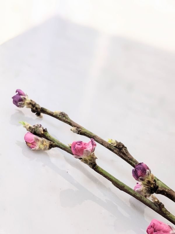 画像5: ピンクトルマリン リアルブランチネックレス　桃の花のネックレス　　エレクトロフォーミング